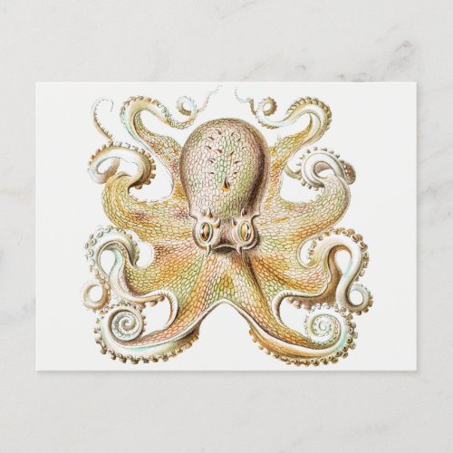 Vintage octopus postcard