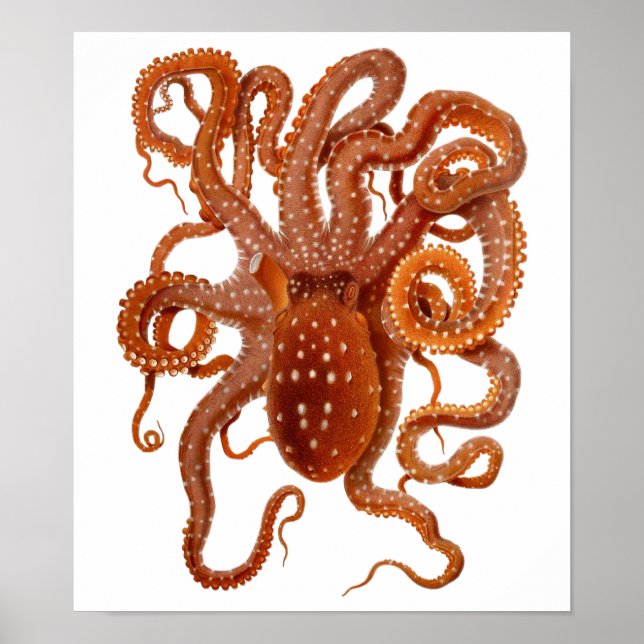 vintage octopus poster (Front)