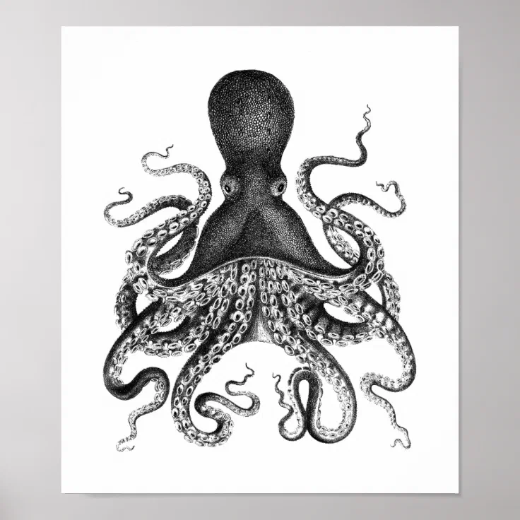 Vintage Octopus Poster | Zazzle