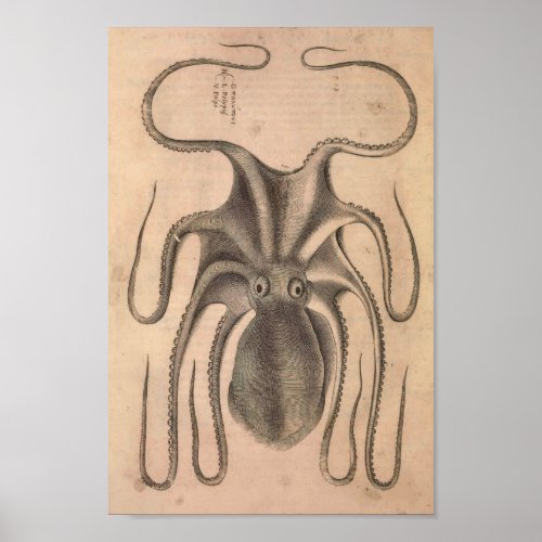 Vintage Octopus Print Sea Life Illustration