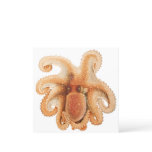Vintage Octopus Salutii, Marine Aquatic Animals