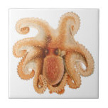 Vintage Octopus Salutii, Marine Aquatic Animals Ceramic Tile