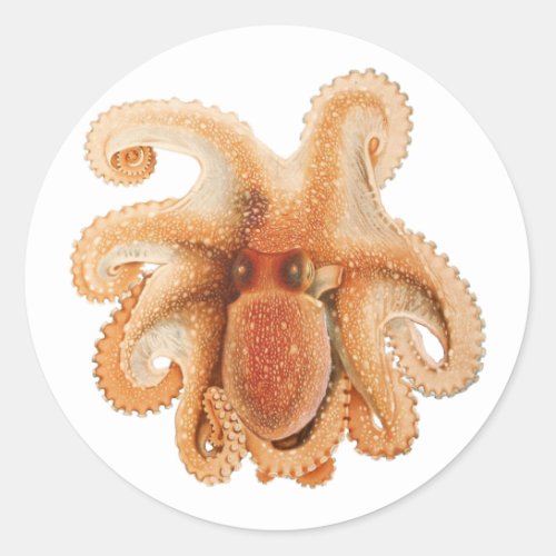 Vintage Octopus Salutii Marine Aquatic Animals Classic Round Sticker