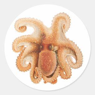 Vintage Octopus Salutii, Marine Aquatic Animals Classic Round Sticker