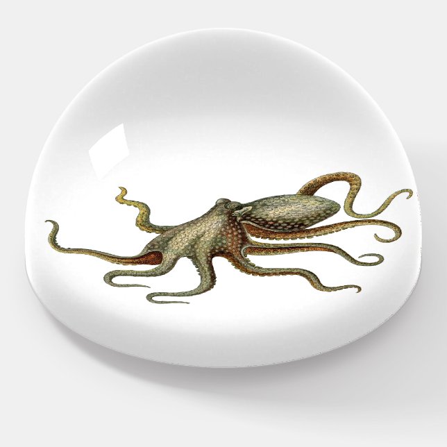 Vintage Octopus Sea Life Illustration Paperweight (Angled)
