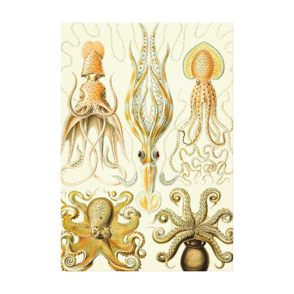 Vintage Octopus Squid Gamochonia by Ernst Haeckel Canvas Print