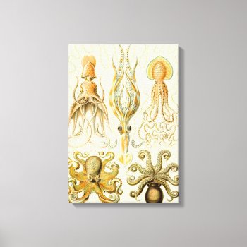 Vintage Octopus Squid Gamochonia By Ernst Haeckel Canvas Print by Ernst_Haeckel_Art at Zazzle