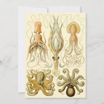 Vintage Octopus Squid Gamochonia By Ernst Haeckel Invitation by Ernst_Haeckel_Art at Zazzle