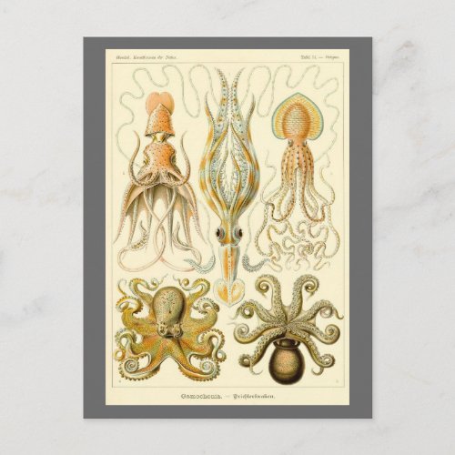 Vintage Octopus Squid Gamochonia by Ernst Haeckel Postcard