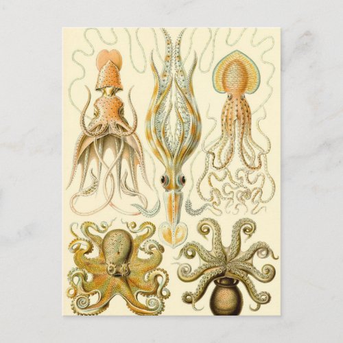 Vintage Octopus Squid Gamochonia by Ernst Haeckel Postcard