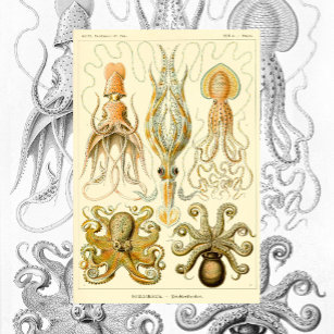 Vintage Octopus Squid Gamochonia by Ernst Haeckel Poster