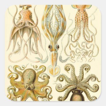 Vintage Octopus Squid Gamochonia By Ernst Haeckel Square Sticker by Ernst_Haeckel_Art at Zazzle