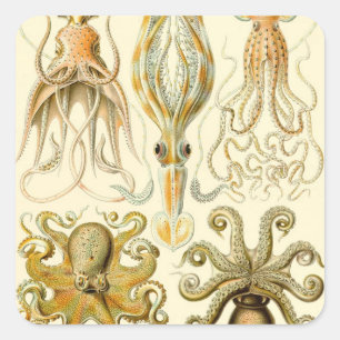 Vintage Octopus Squid Gamochonia by Ernst Haeckel Square Sticker