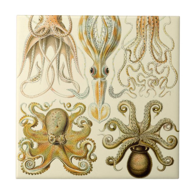 Vintage Octopus Squid Gamochonia by Ernst Haeckel Tile (Front)