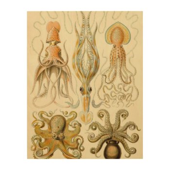 Vintage Octopus Squid Gamochonia By Ernst Haeckel Wood Wall Decor by Ernst_Haeckel_Art at Zazzle