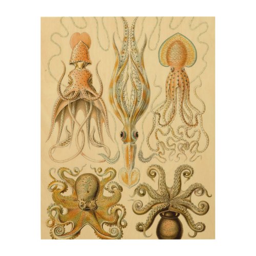 Vintage Octopus Squid Gamochonia by Ernst Haeckel Wood Wall Decor