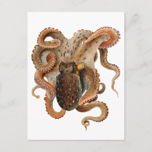 Vintage Octopus Vulgaris Marine Life Animals Postcard