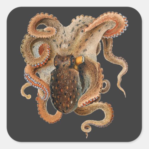 Vintage Octopus Vulgaris Marine Life Animals Square Sticker