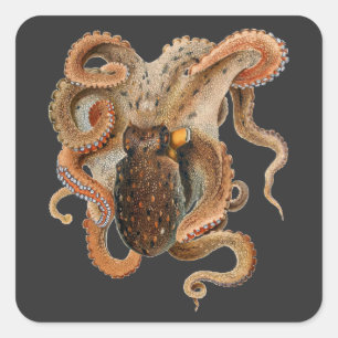 Vintage Octopus Vulgaris, Marine Life Animals Square Sticker