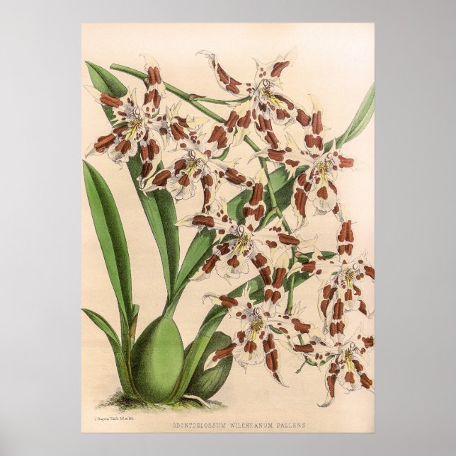 Vintage Odontoglossum Orchid Flower Poster (Front)