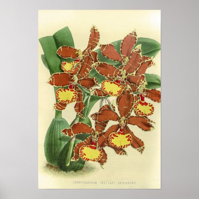 Vintage Odontoglossum Orchid Flower Poster (Front)
