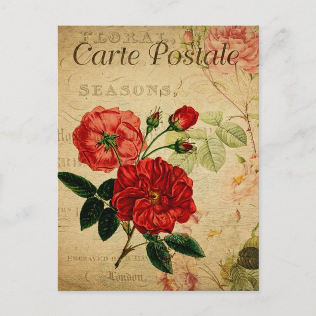 Vintage Old Fashioned Red Roses Floral French Postcard (Front)