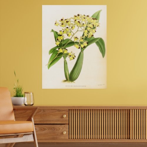 Vintage Oncidium Brunleesianum Orchid Flower Poster