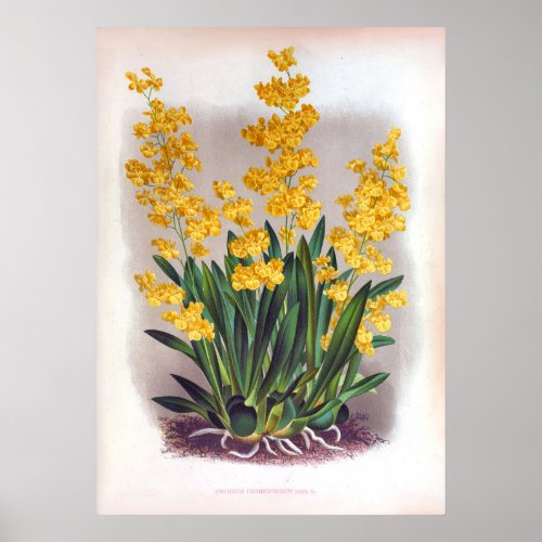Vintage Oncidium Cheirophorum Golden Yellow Orchid Poster