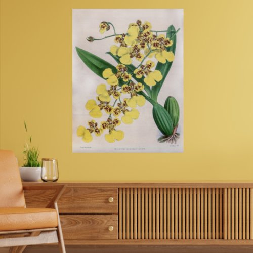 Vintage Oncidium Marshallianum Orchid Flower Poster