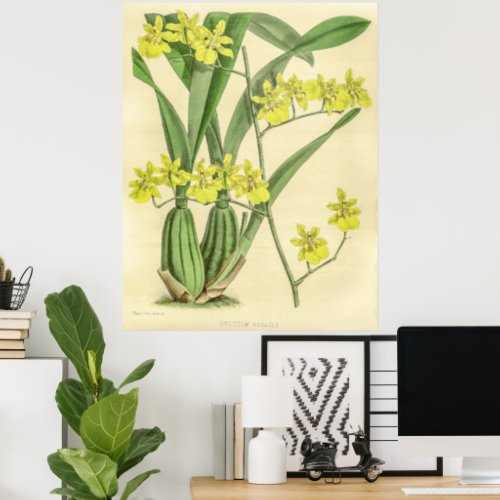 Vintage Oncidium Sessile Orchid Flower Poster