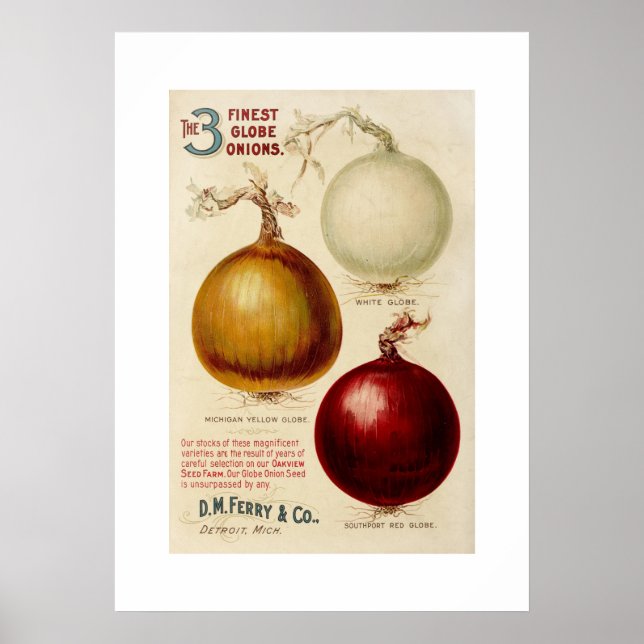 Vintage onion chart illustration print (Front)