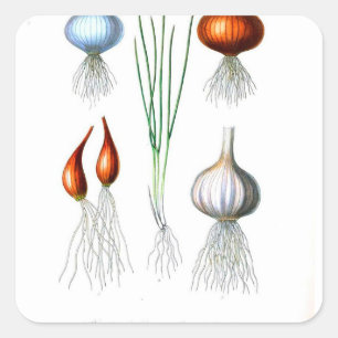 Vintage Onion Garlic Botanical Print Square Sticker