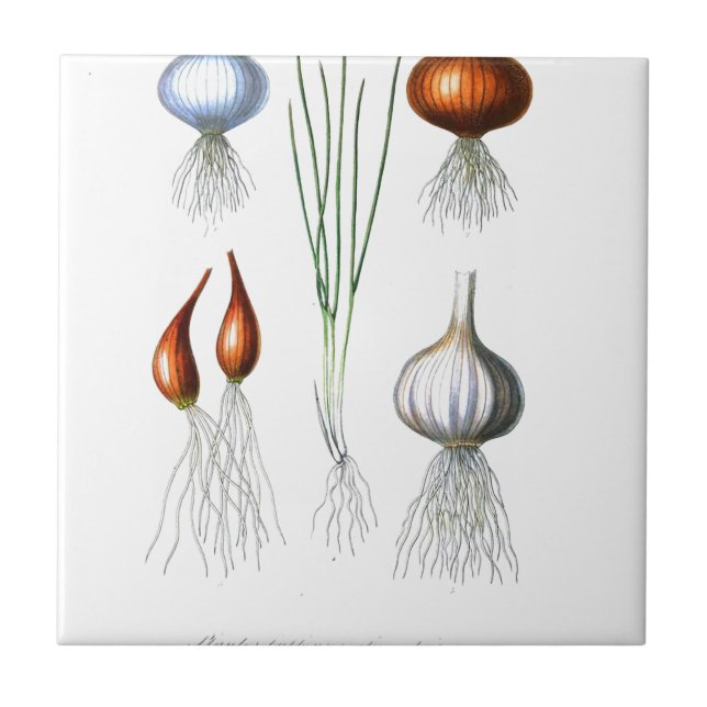 Vintage Onion Garlic Botanical Print Tile (Front)