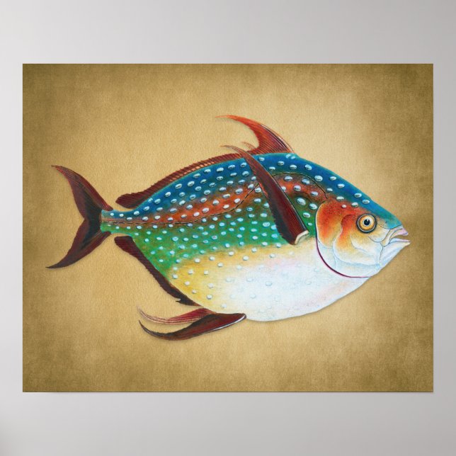 Vintage Opah Fish Illustration 1800s Poster (Front)