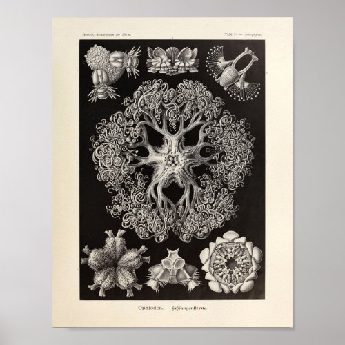 Vintage Ophiodea Ernst Haeckel Art Print