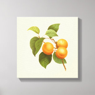 Vintage Orange Apricots Watercolor Drawing Canvas Print