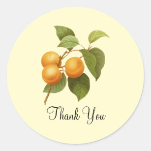 Vintage Orange Apricots Watercolor Drawing Classic Round Sticker