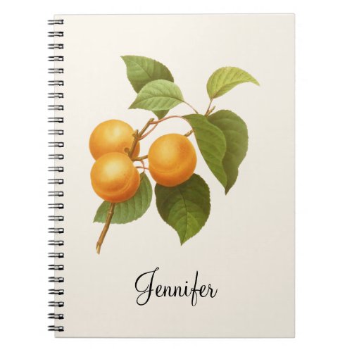 Vintage Orange Apricots Watercolor Drawing Notebook