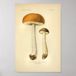 Vintage Orange Brown Mushrooms Art Print French