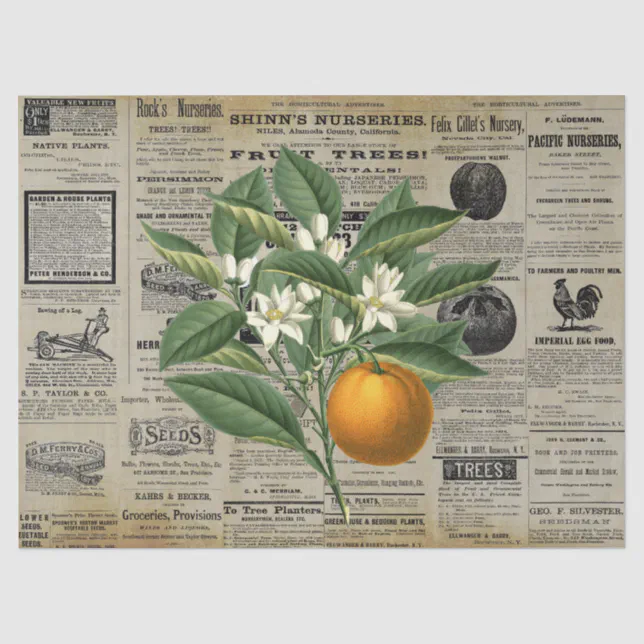 Vintage Orange Fruit Horticulture Ads Ephemera Tissue Paper | Zazzle