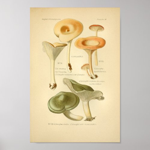 Vintage Orange Green Mushrooms Art Print French