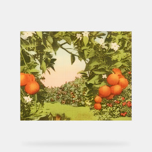 Vintage Orange Grove Acrylic Sign