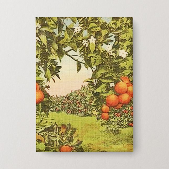 Vintage Orange Grove Button (Front)