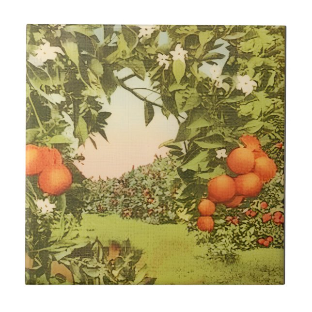 Vintage Orange Grove Ceramic Tile (Front)