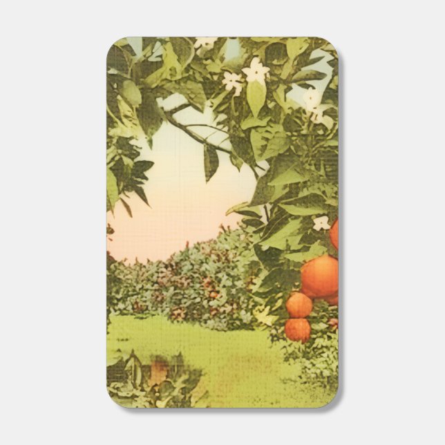 Vintage Orange Grove Matchboxes (Front)