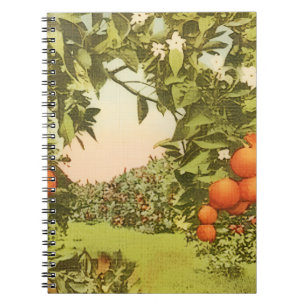 Vintage Orange Grove Notebook