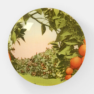 Vintage Orange Grove Paperweight