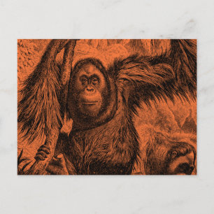 Vintage Orange Orangutan Illustration - Monkey Postcard