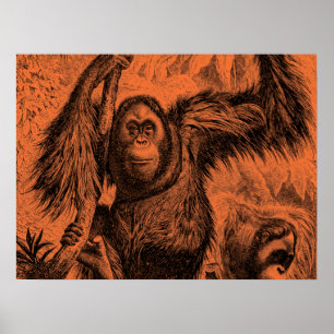 Vintage Orange Orangutan Illustration - Monkey Poster