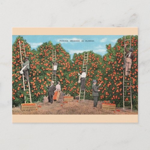 Vintage Orange Picking in Florida Postcard